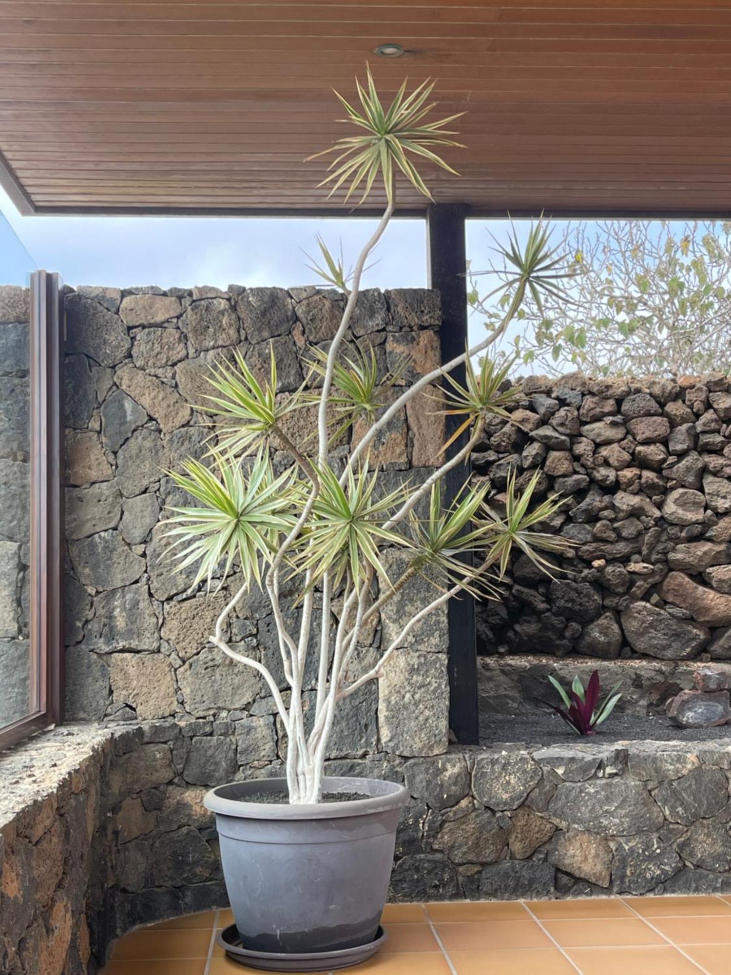 Villa Timanfaya Tinajo Buitenkant foto